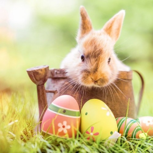 Frohe Ostern - Hase mit gefärbten Eiern auf einer Wiese