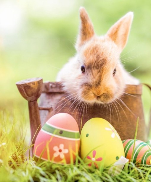 Frohe Ostern - Hase mit gefärbten Eiern auf einer Wiese
