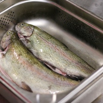 Fichtelgebirgs-Forellen