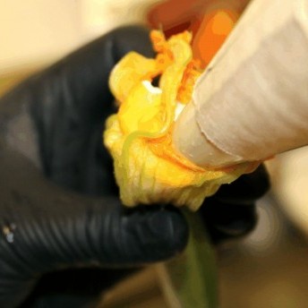 So schmeckt der Sommer - Zucchiniblüten mit Füllung