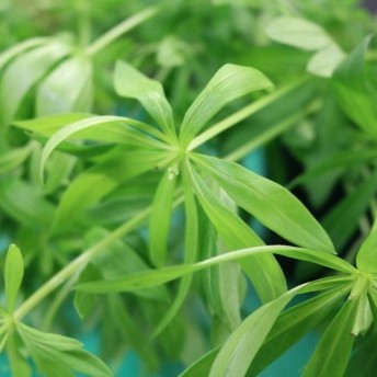 Waldmeister-Panna-Cotta - frischer Waldmeister